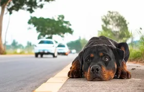 Câmara aprova suspensão da carteira de motorista de quem abandona animal na rua