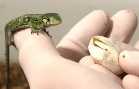 Dia da Defesa da Fauna destaca trabalho da ASAS na proteção de animais silvestres