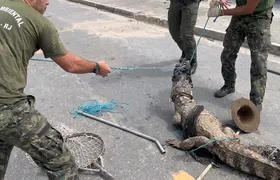 Guarda Ambiental de Saquarema resgata jacaré-de-papo-amarelo em Jaconé