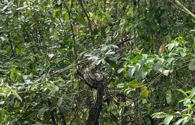 Jiboia é devolvida ao seu habitat natural em São Gonçalo