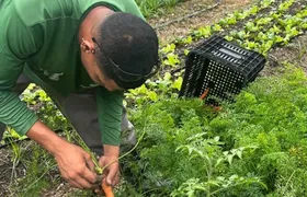 Maricá colhe 275 quilos de alimentos sem agrotóxicos em uma semana