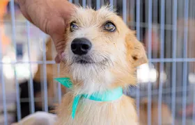 Maricá promove campanha de adoção de animais neste fim de semana