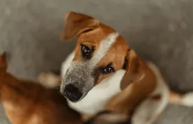 Maricá realiza campanha de adoção de animais neste fim de semana