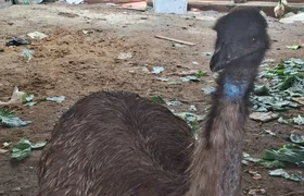 Polícia Civil resgata dois emus australianos em Campo Grande