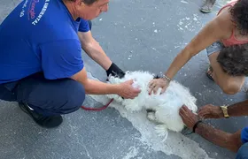São Gonçalo vacina cães e gatos contra raiva neste sábado