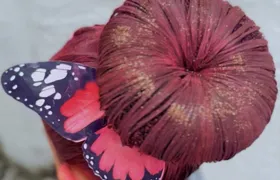'Semana da Criança' nas escolas desafia a criatividade com fantasia, mochila, cabelo e meia inusitados; confira!