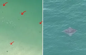 Tartarugas e arraia são registradas por drone na Praia de Piratininga