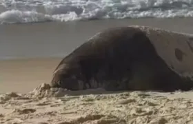 Tour pelas praias: elefante marinho é visto na orla de Niterói e em Copacabana