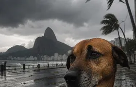 Ventos fortes exigem atenção redobrada com os olhos dos pets, alerta CRMV-RJ