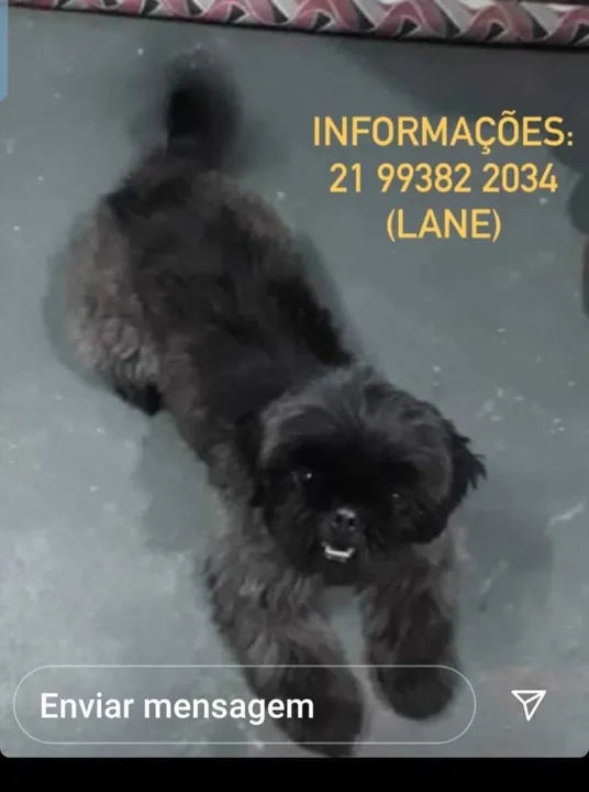 Dona de Aruna pede informações sobre o desaparecimento de animal de estimação