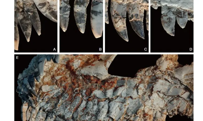 Imagem ilustrativa da imagem Fóssil achado em Minas Gerais pode revelar novidades sobre dinossauros
