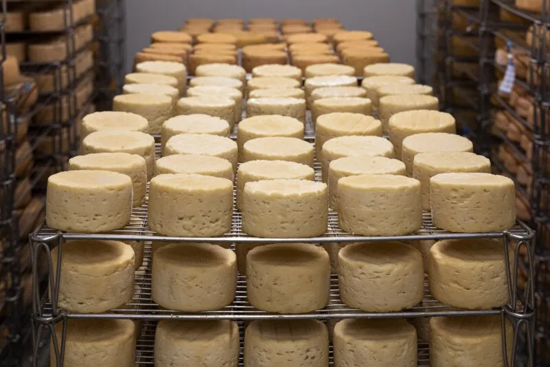 Imagem ilustrativa da imagem Agora é lei: queijos artesanais do estado terão regulamentação e Selo Arte