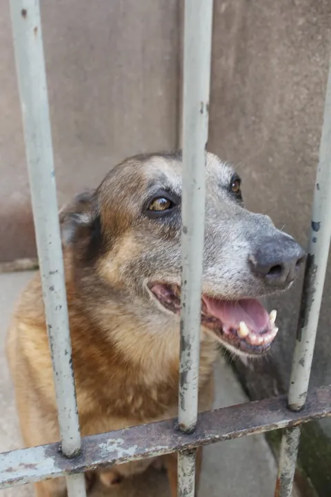 Entre os cães disponíveis estão quatro da raça pastor belga-malinois e outra é uma cadela da raça pastor alemão