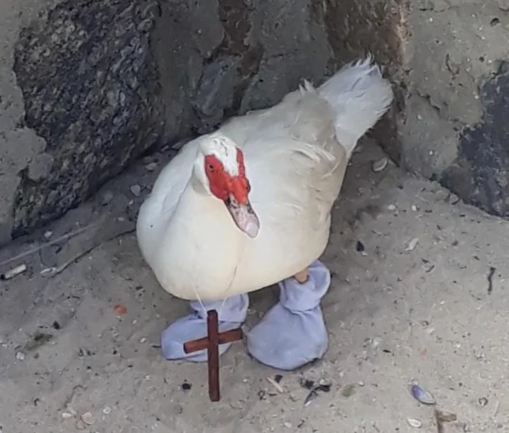  O animal não aparentava sinais de maus tratos