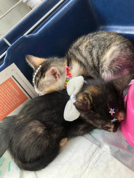 A RJPET disponibilizou para adoção doze gatos e sete cachorros, entre filhotes e adultos