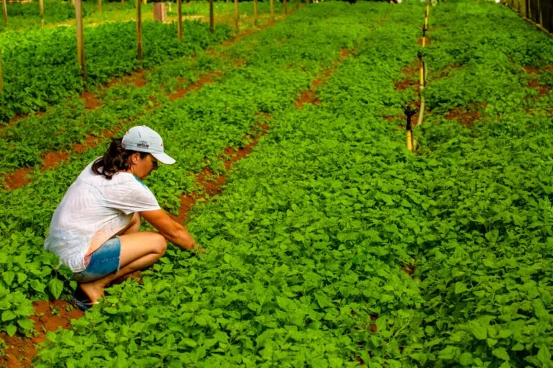 
A Secretaria de Estado de Agricultura e suas empresas vinculadas trabalham de forma permanente diretamente junto aos pequenos e médios produtores