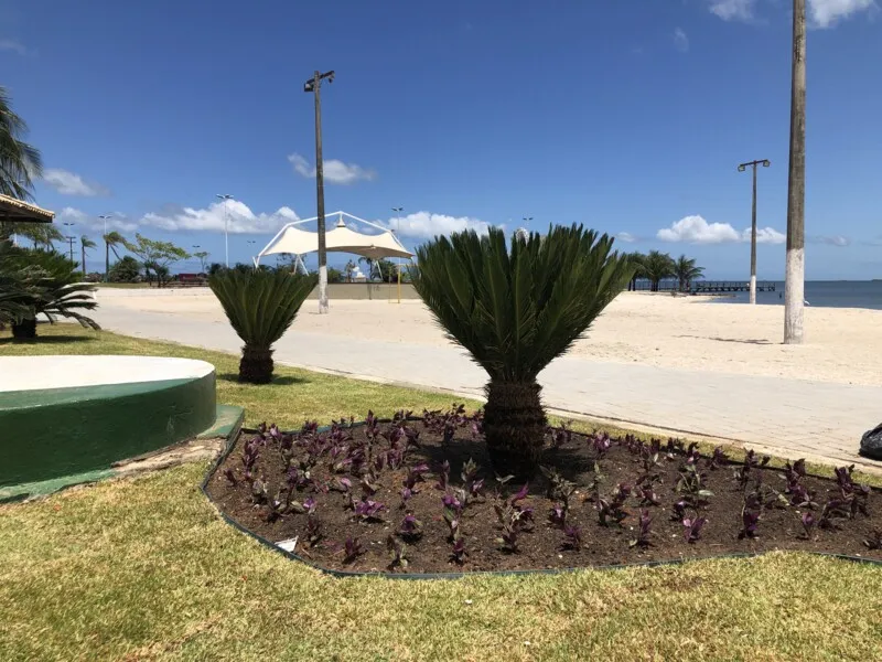  A iniciativa faz parte do projeto paisagístico da orla, que já contava com o plantio de 21 unidades de coqueiro-da-Bahia