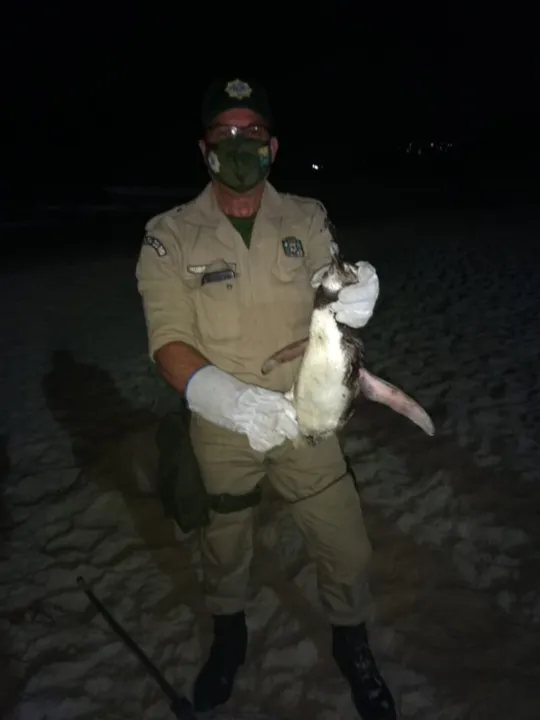 Este é o sexto pinguim resgatado pelos agentes na orla do Rio desde julho