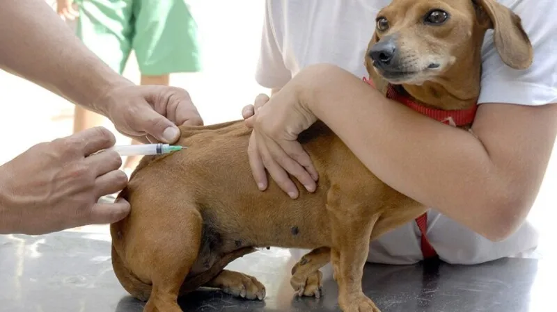 Imagem ilustrativa da imagem Niterói terá Campanha de Vacinação Antirrábica Animal em outubro