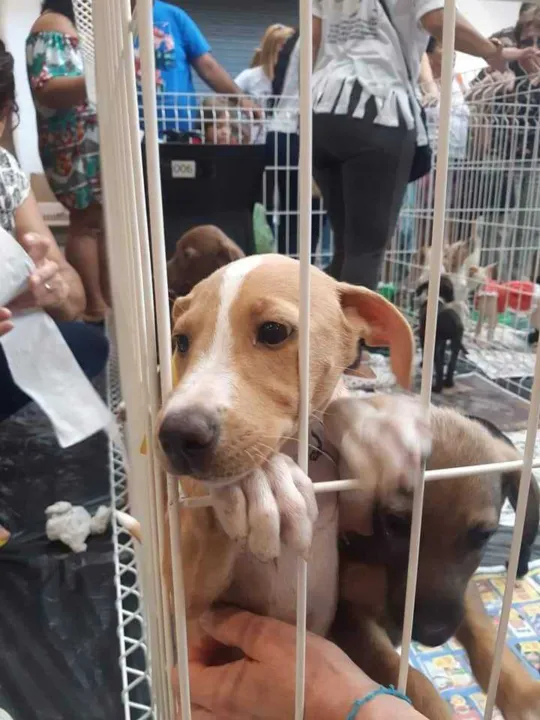 ONG realiza ação para encontrar lar para animais abandonados