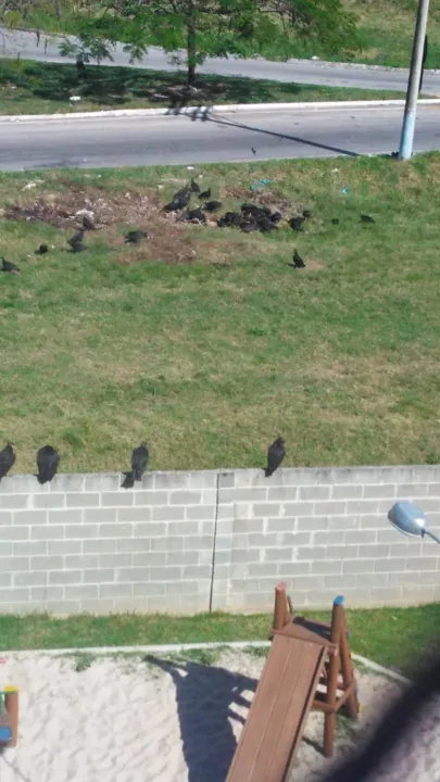 Os urubus ficam no muro do condomínio esperando pela carniça 
