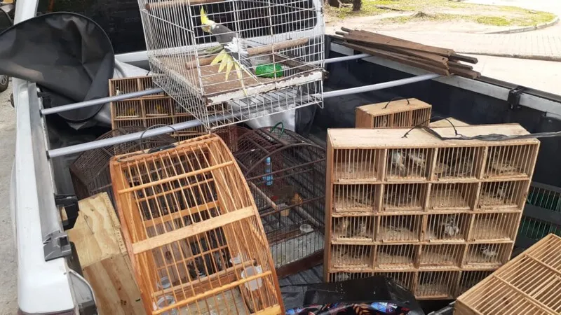 Imagem ilustrativa da imagem Quase 100 aves silvestres são apreendidas durante ação da PM em Venda da Cruz