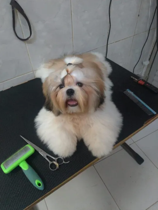 O animal é a alegria das crianças da família 