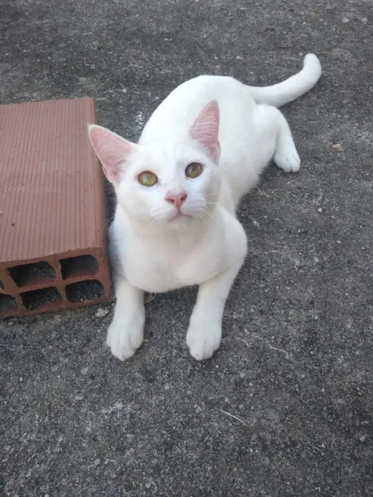 Milk, um gatinho de 7 meses, está desaparecido desde o último sábado (3)