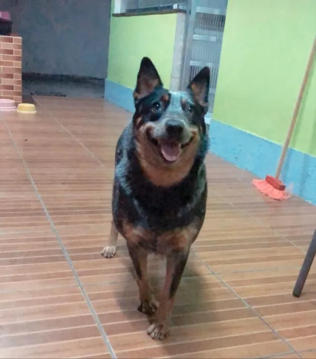Amarula, uma cadela da raça Blue heerler, está desaparecida desde o dia 25 de outubro