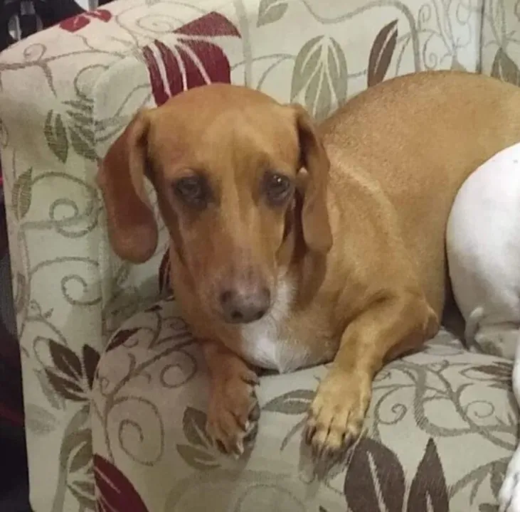 Cadela Pipoca é encontrada após cinco dias desaparecida