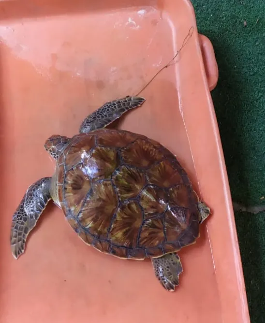 O animal foi resgatado durante um patrulhamento da Guarda Municipal no dia 24 de setembro, debilitado