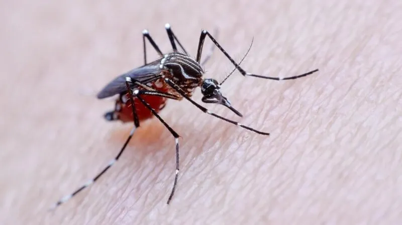 Prefeitura de Niterói - Esse é o Aedes. Apesar de ser inverno ele