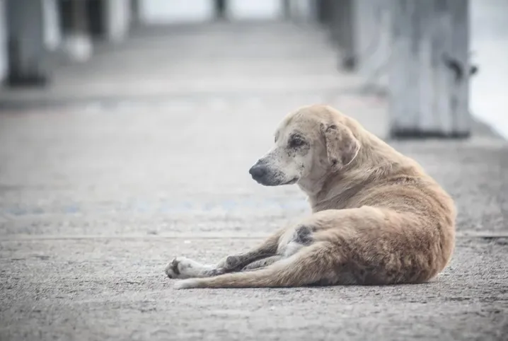 Imagem ilustrativa da imagem Covid-19: Alerj analisa proposta que aprimora a assistência aos animais de rua