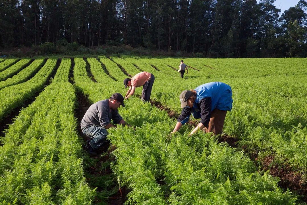 Imagem ilustrativa da imagem Governo do RJ está autorizado a comprar produtos da agricultura familiar para doação