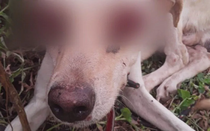 O animal está sofrendo com muitas dores e pode contrair infecções
