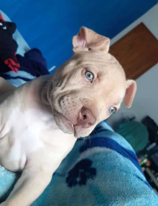 Dono de Zeus pede informações sobre o desaparecimento de animal de estimação