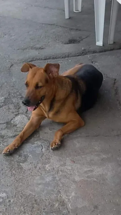 O cachorro foi espancado e assassinado 