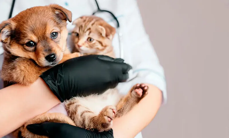 Os animais estavam morrendo na região 