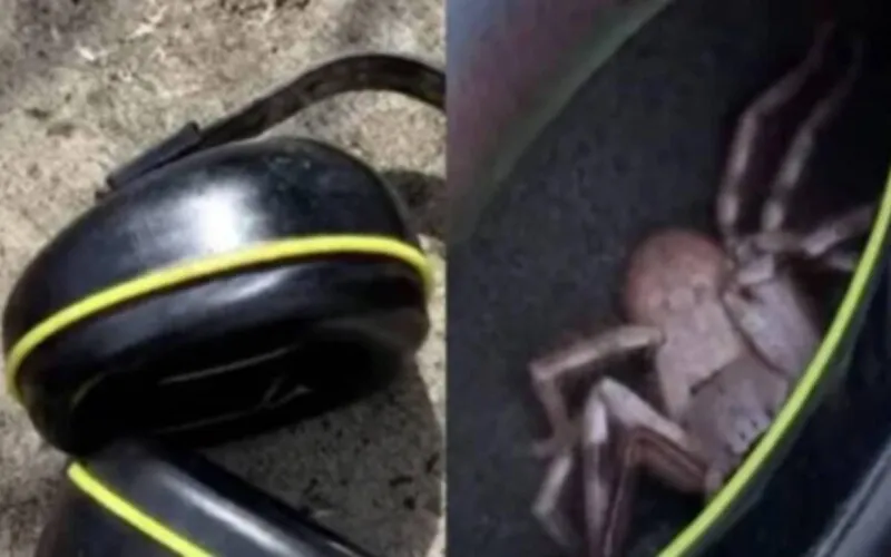 Imagem ilustrativa da imagem Australiano é surpreendido ao encontrar uma aranha em fones de ouvido: Assista vídeo