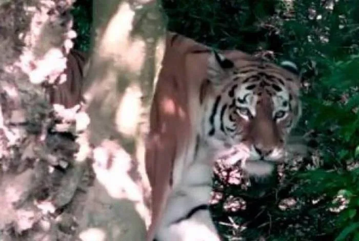 Tigre estava escondido nos arbustos