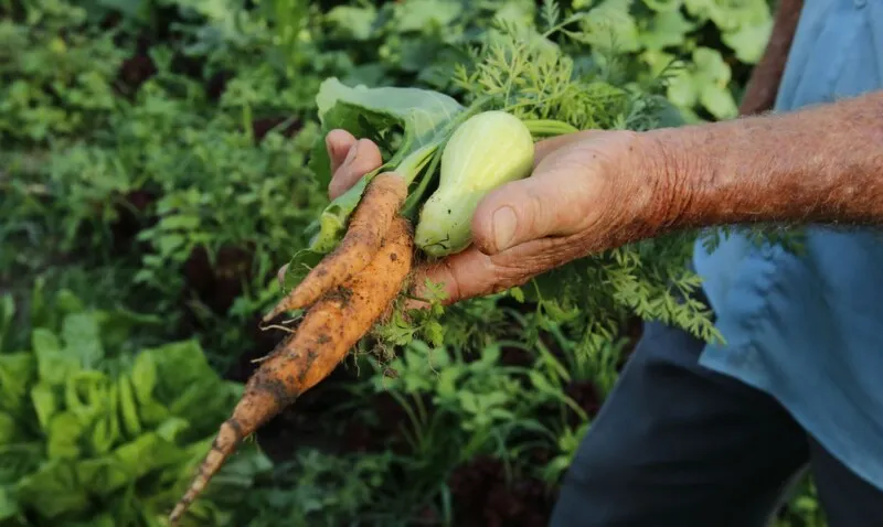 Imagem ilustrativa da imagem Governo repassa R$ 72,9 milhões a estados para a agricultura familiar