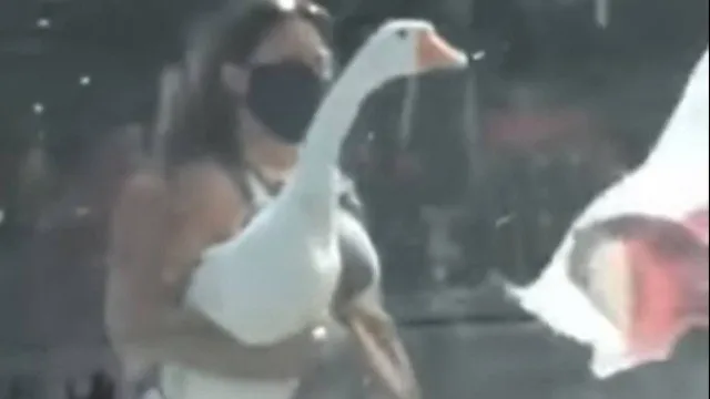 Cena de mulher passeando com ganso na coleira, em Alcântara, viraliza na internet
