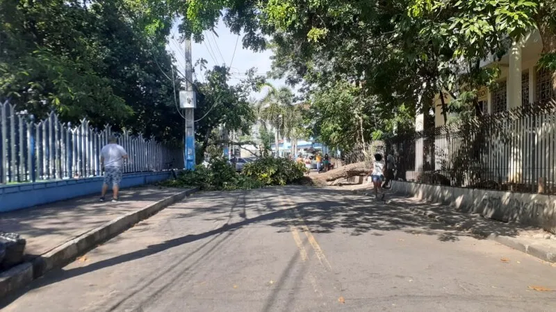 Árvore cai e interdita trecho no Centro de São Gonçalo 