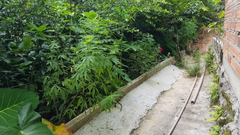 Imagem ilustrativa da imagem Polícia Civil prende homem que plantava maconha em Magé