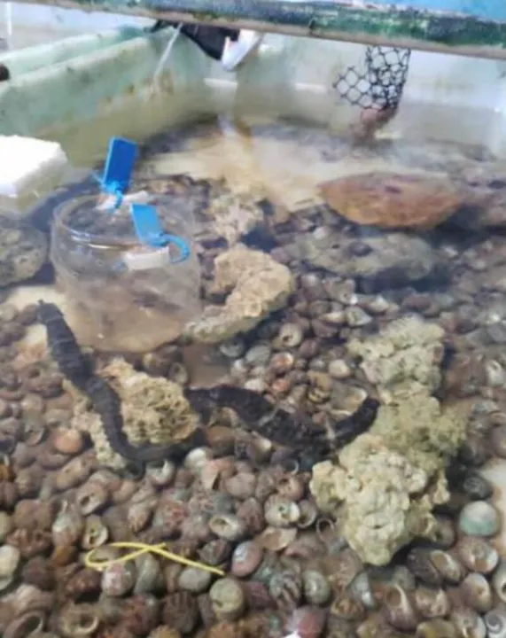 Os animais foram capturados ilegalmente