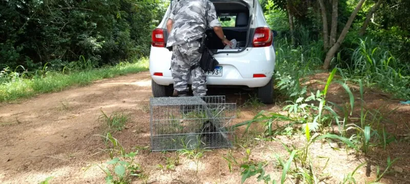 A fêmea resgatada e o filhote foram devolvidos à natureza na Área de Preservação Permanente (APP) Jardim das Acácias