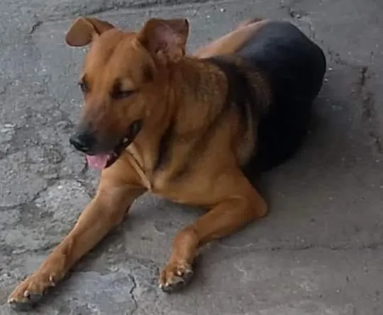 Cão era conhecido como segurança