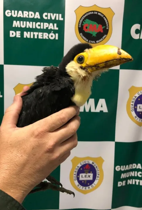 O animal foi encaminhado para Centro de Reabilitação de Animais Silvestres (Cras)