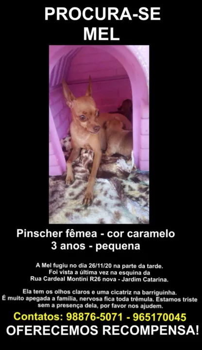 Informações e contatos para quem encontrar a cachorra Mel