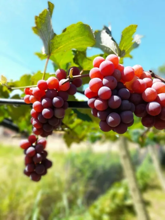 A uva é fonte de vitaminas A, C e K